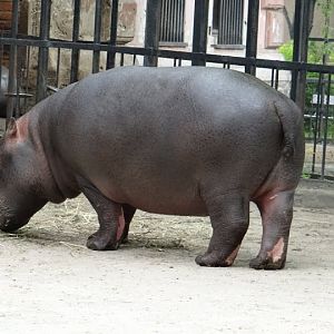 Hippopotamus amphibius
