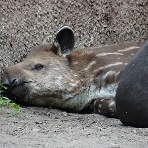 Tapirus terrestris
