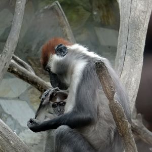 Cercocebus t.torquatus