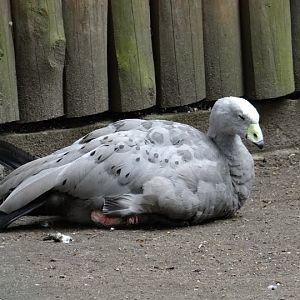 Cereopsis novaehollandiae