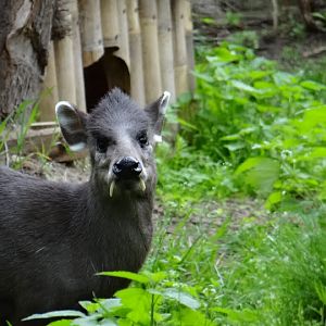 Elaphodus cephalophus