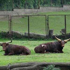 Bos taurus taurus watusi