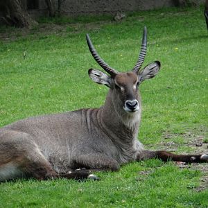 Kobus ellipsiprymnus defassa