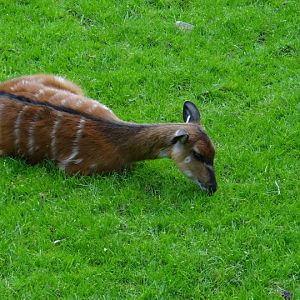 Tragelaphus spekei gratus
