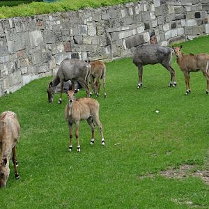 Boselaphus tragocamelus