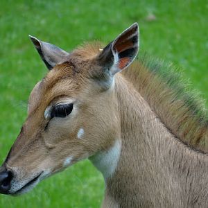 Boselaphus tragocamelus