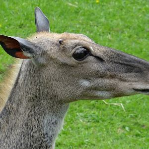 Boselaphus tragocamelus