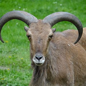 Ammotragus lervia fassini