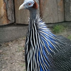 Acryllium vulturinaum