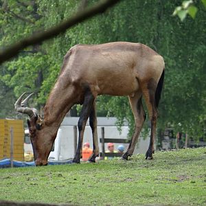 Alcelaphus buselaphus caama