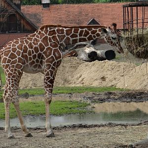 Giraffa camelopardalis reticulata