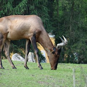 Alcelaphus buselaphus caama