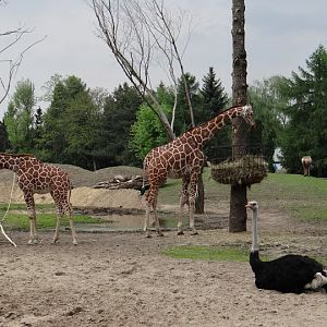 Giraffa camelopardalis reticulata and other