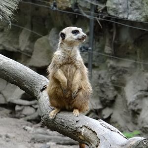 Suricata suricatta