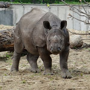 Rhinoceros unicornis