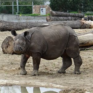 Rhinoceros unicornis