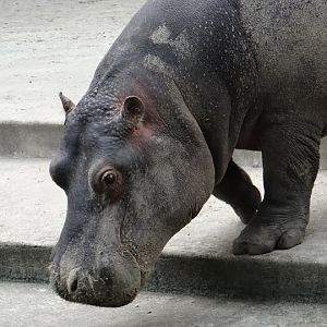 Hippopotamus amphibius
