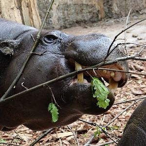 Hexaprotodon liberiensis