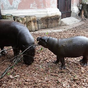 Hexaprotodon liberiensis