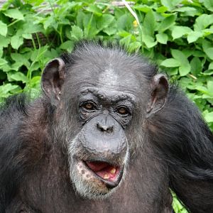 Pan troglodytes