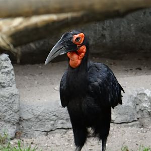 Bucorvus leadbeateri