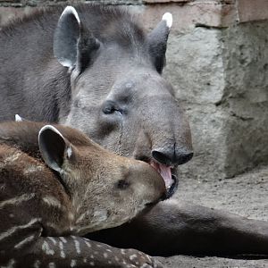 Tapirus terrestris