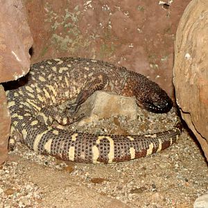 Heloderma horridum exasperatum