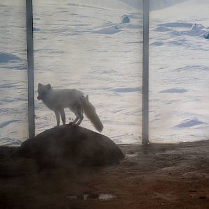 Wild Life Trek - Life in the Cold