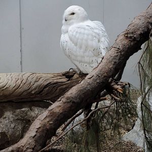 Wild Life Trek - Life in the Cold