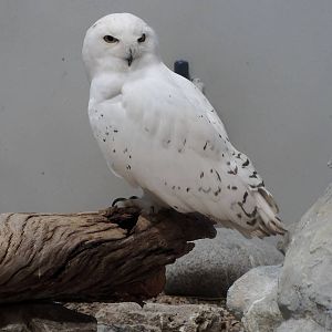 Wild Life Trek - Life in the Cold