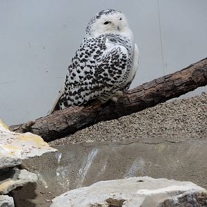 Wild Life Trek - Life in the Cold