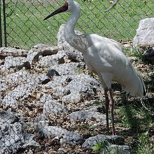 Wild Life Trek - Life in the Cold