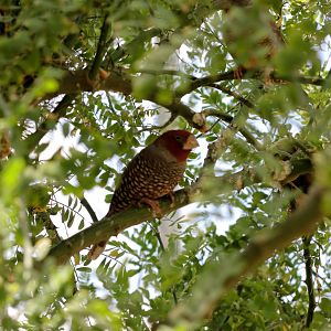 Wild Life Trek - Life in the Desert