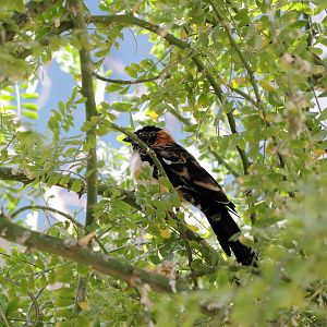 Wild Life Trek - Life in the Desert