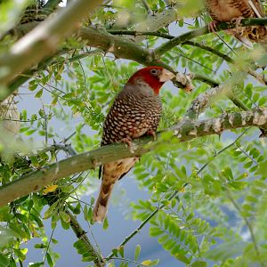 Wild Life Trek - Life in the Desert