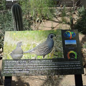 Wild Life Trek - Life in the Desert