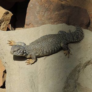 Wild Life Trek - Life in the Desert