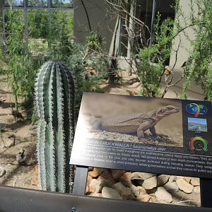 Wild Life Trek - Life in the Desert