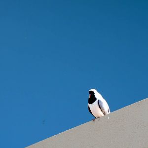 Wild Life Trek - Life in the Desert