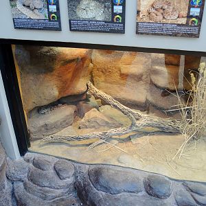 Wild Life Trek - Life in the Desert