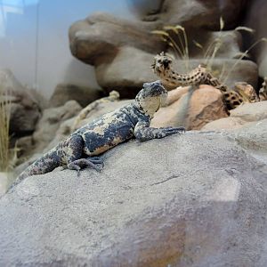 Wild Life Trek - Life in the Desert