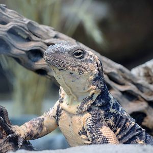 Wild Life Trek - Life in the Desert