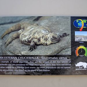 Wild Life Trek - Life in the Desert