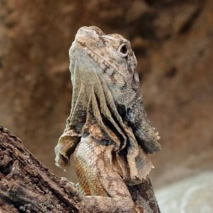 Wild Life Trek - Life in the Desert