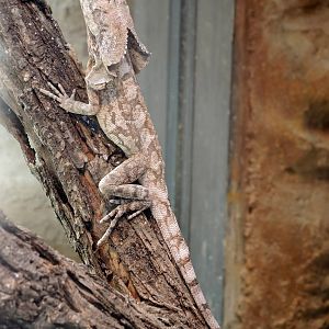 Wild Life Trek - Life in the Desert