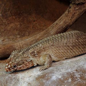 Wild Life Trek - Life in the Desert