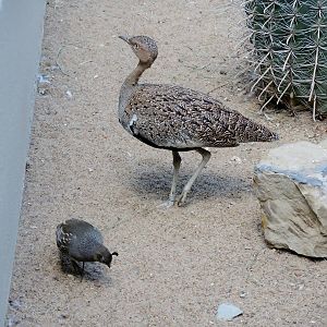 Wild Life Trek - Life in the Desert
