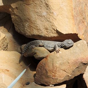 Wild Life Trek - Life in the Desert