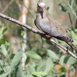 Wild Life Trek - Life in the Desert