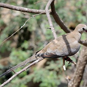 Wild Life Trek - Life in the Desert